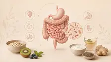 Ilustración del intestino con bacterias y síntomas digestivos asociados al SIBO, junto a alimentos como avena, kiwi, yogur y jengibre